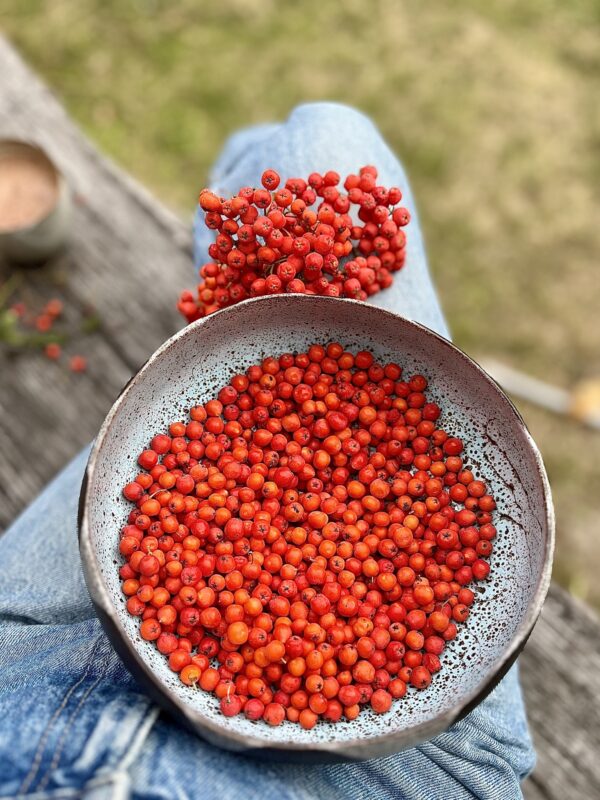 Shambala Gatherings